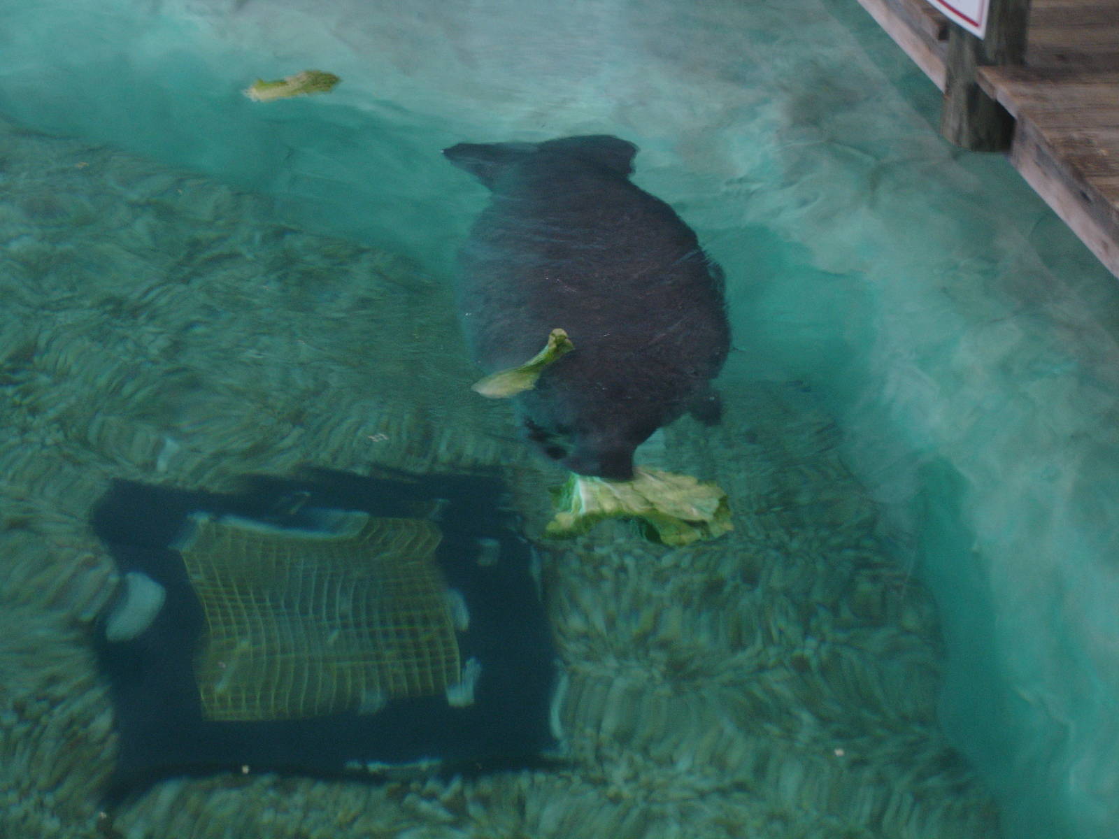 Manatee feeding