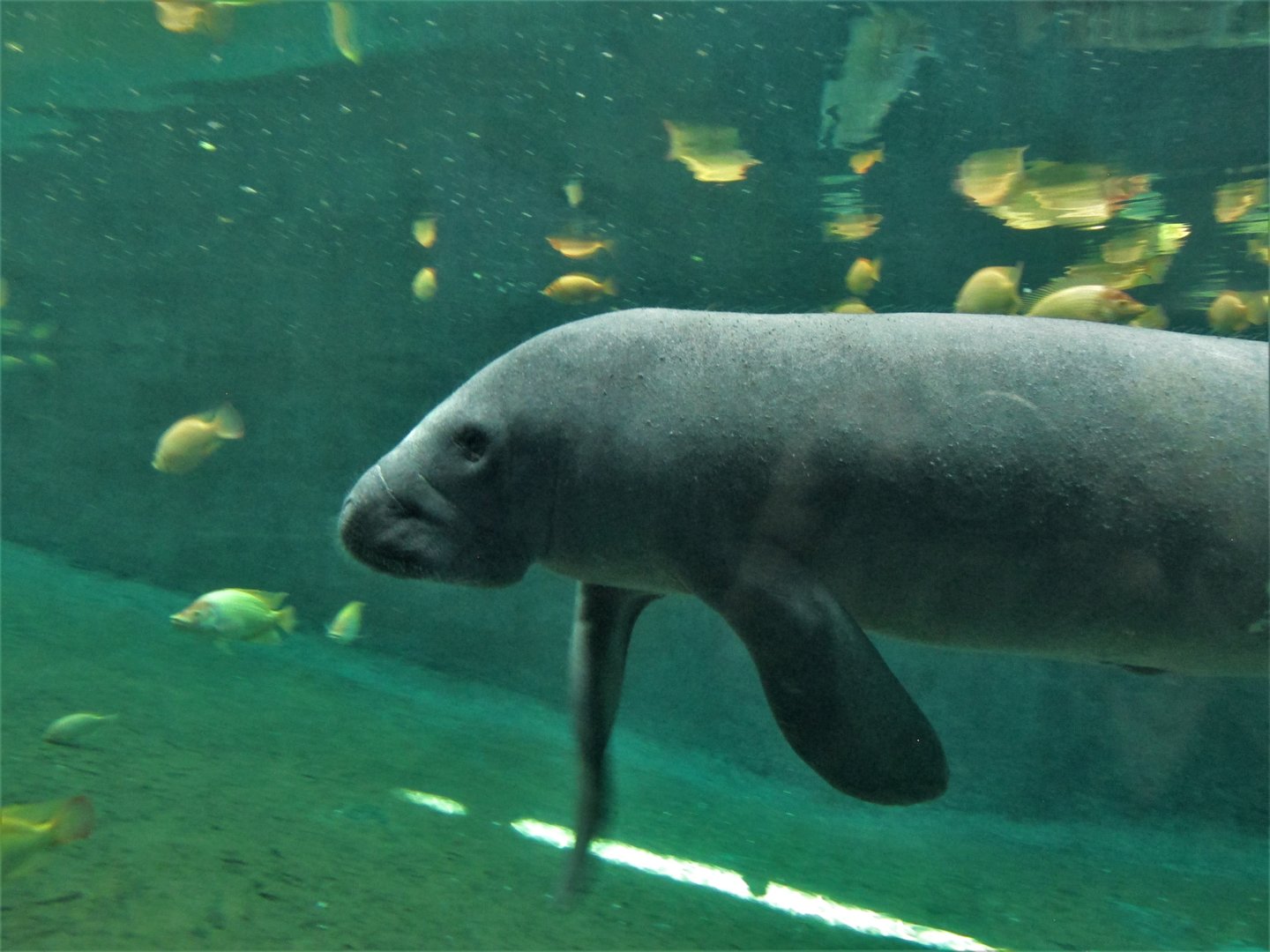 MANATEE GUADALAJARA ZOO