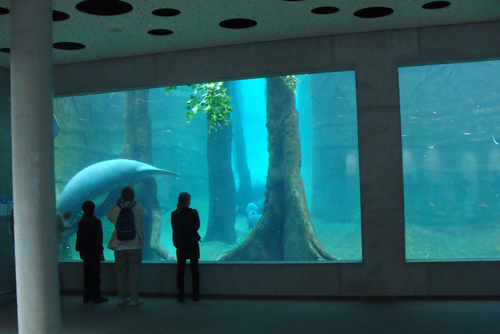 Manatee House Underwater-Viewing