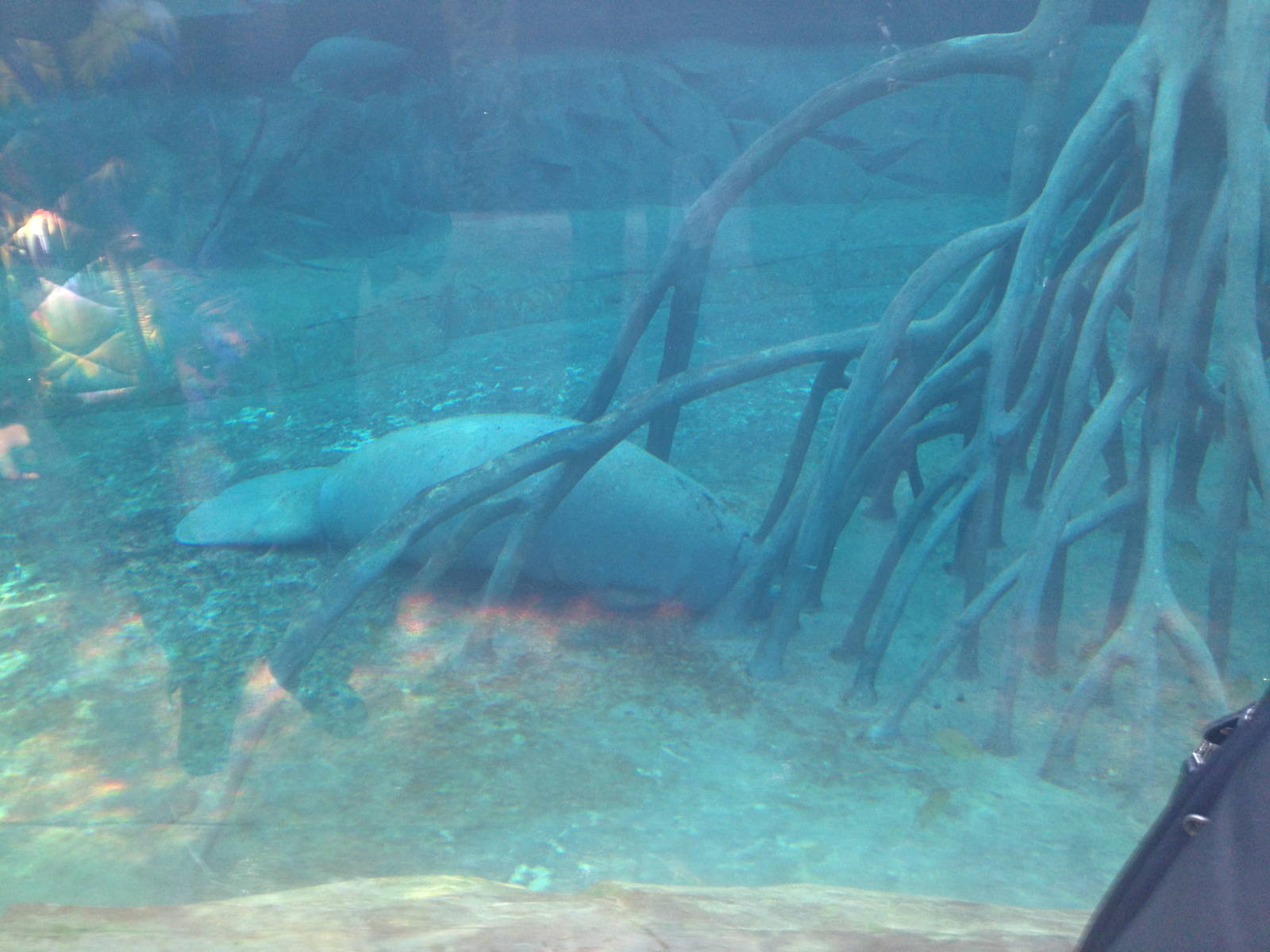 Manatee in Exhibit (Paris Zoo)
