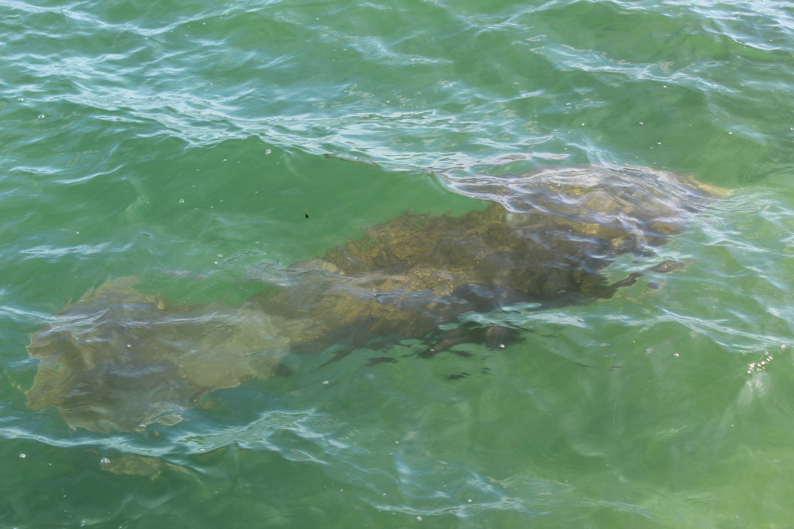 Manatee Lagoon - Wild Manatee
