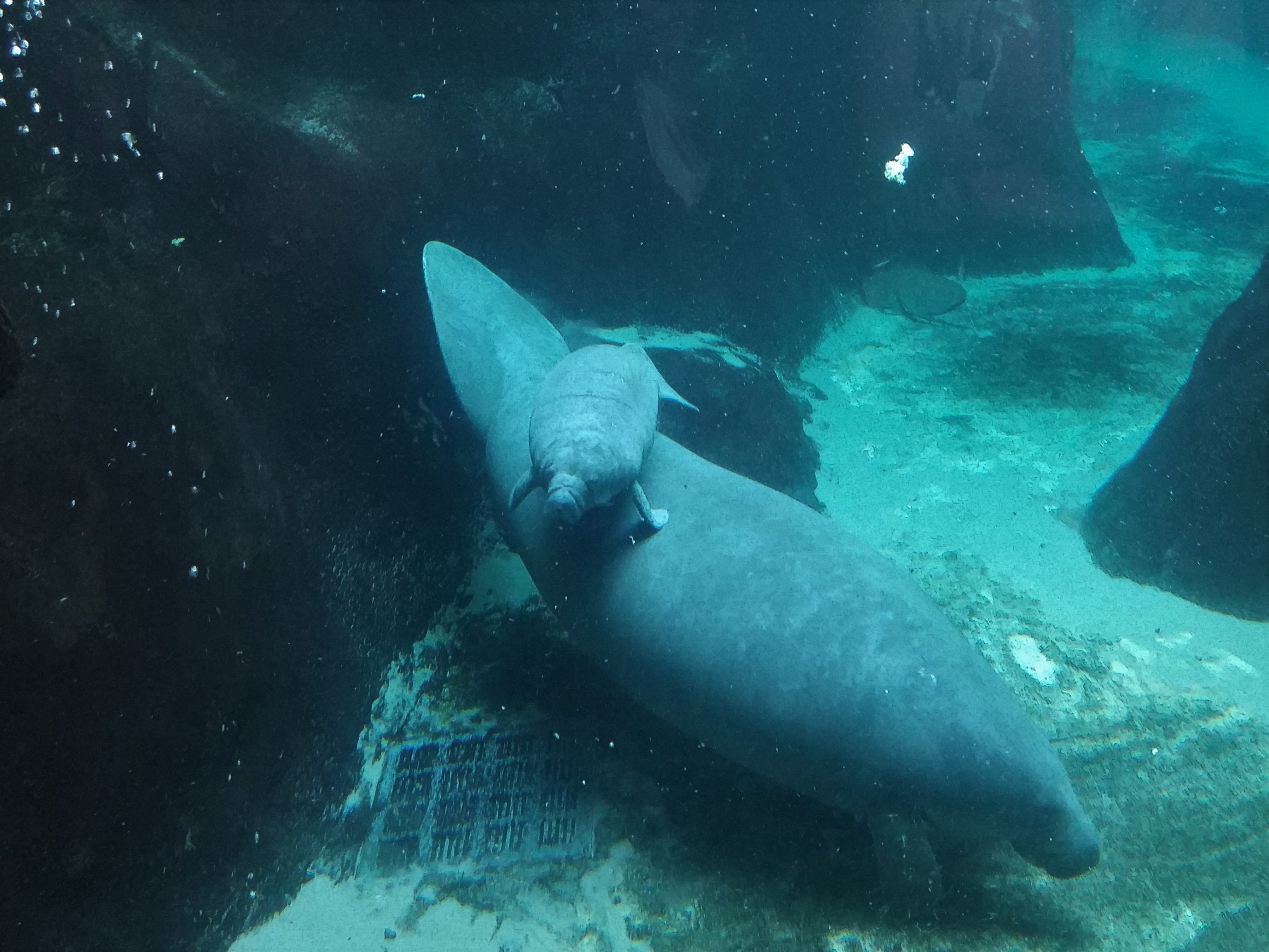 Manatee Mother & Calf
