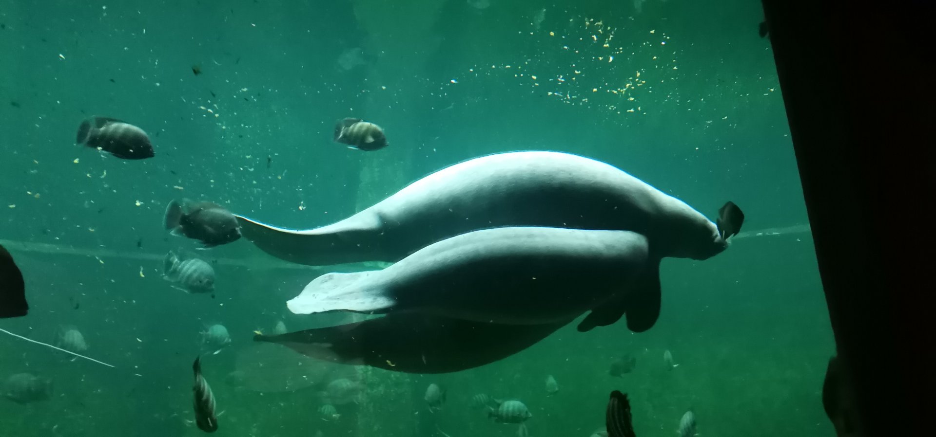 Manatee mother with two calves
