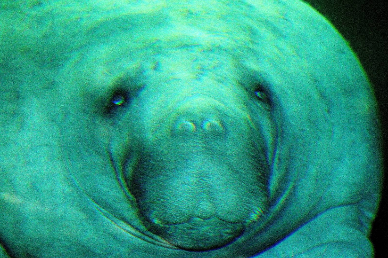 Manatee; Nuremberg; 8th September 2015