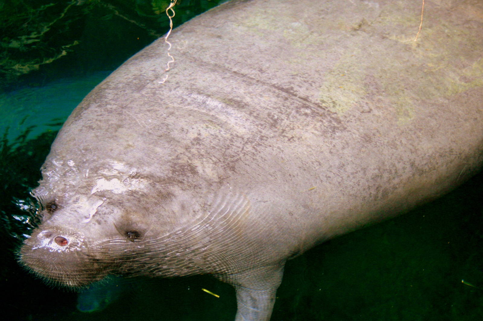 Manatee; Nuremberg; 8th September 2015