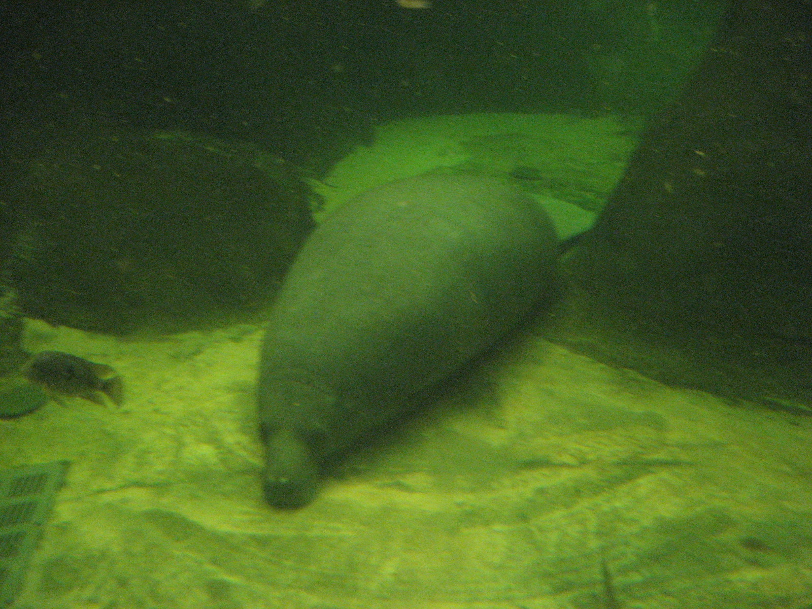 Manatee - Odense Zoo