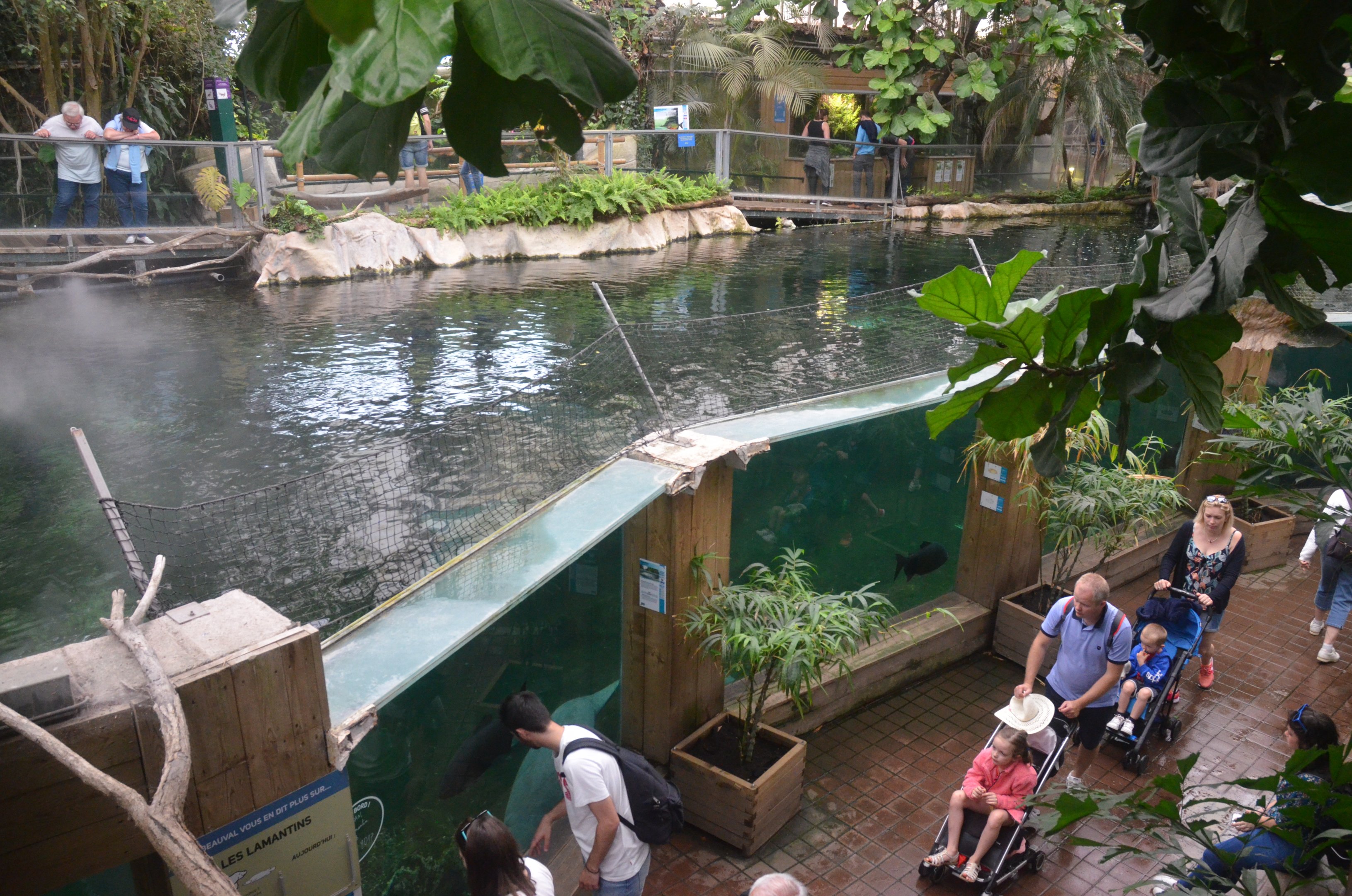 Manatee Pool at Beauval, 12/06/18