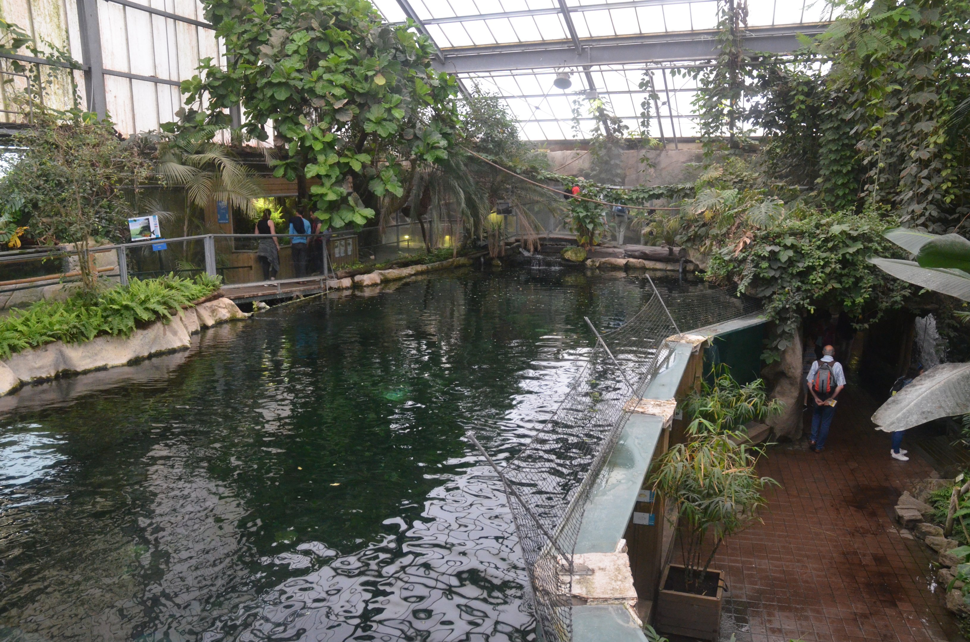 Manatee Pool at Beauval, 12/06/18