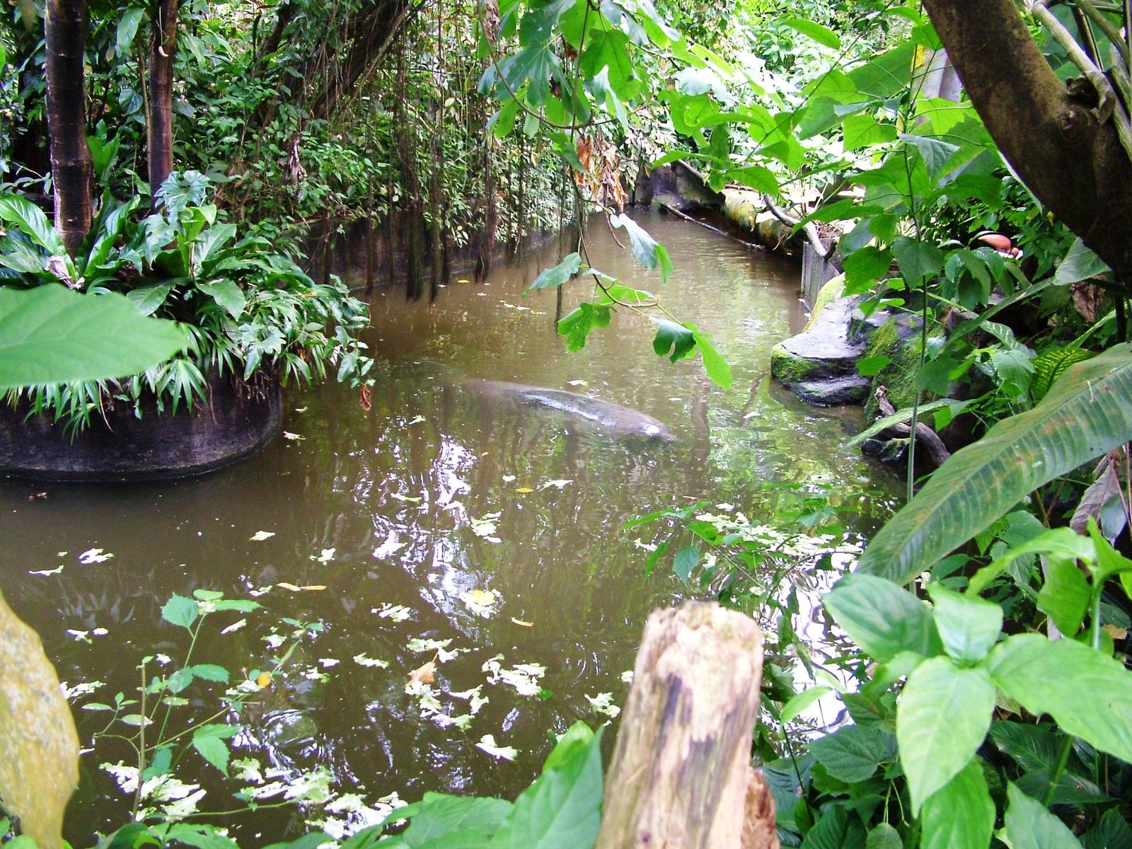 Manatee Pool at Burgers Zoo Arnhem, 30/05/12