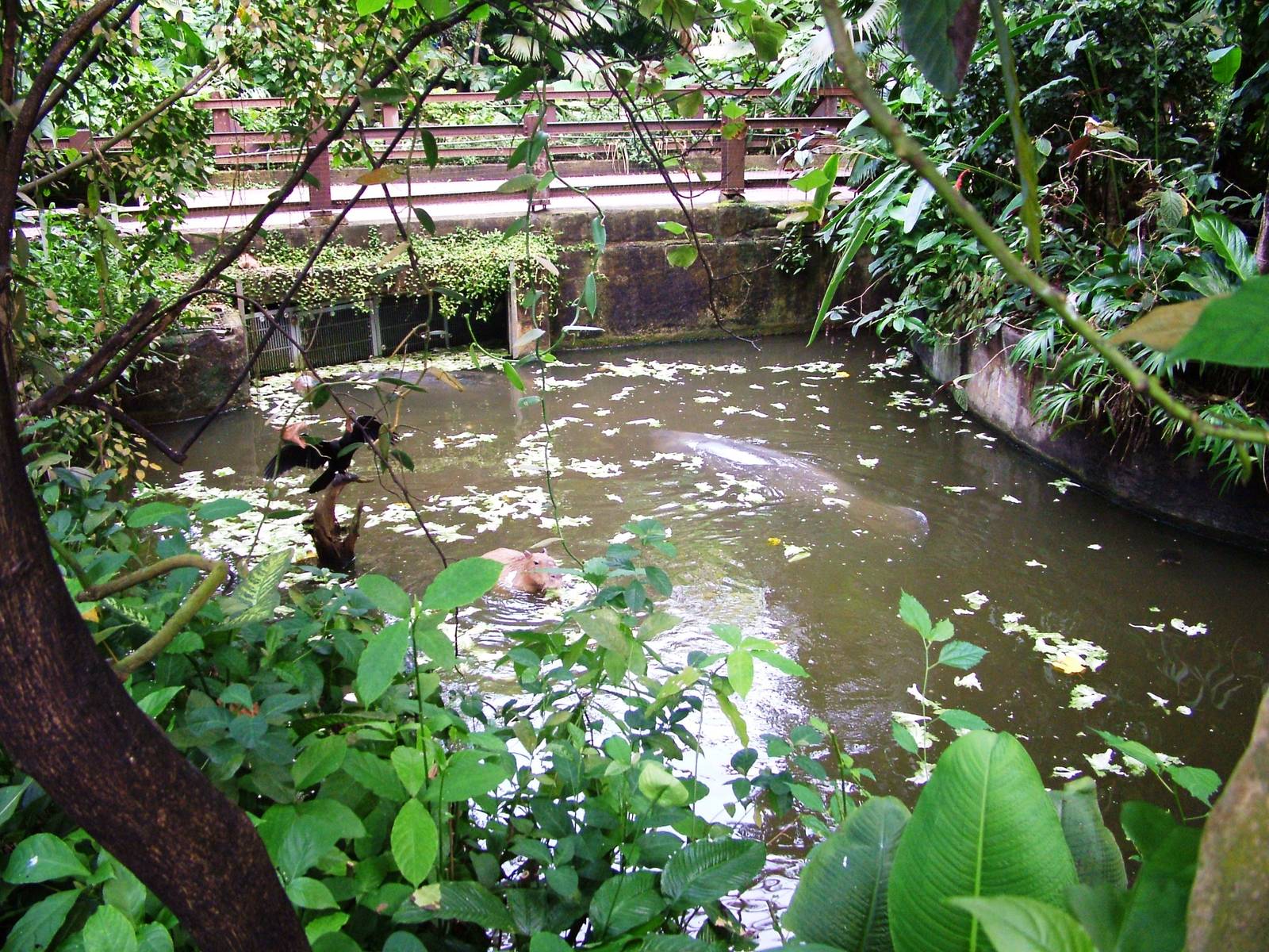 Manatee Pool at Burgers Zoo Arnhem, 30/05/12