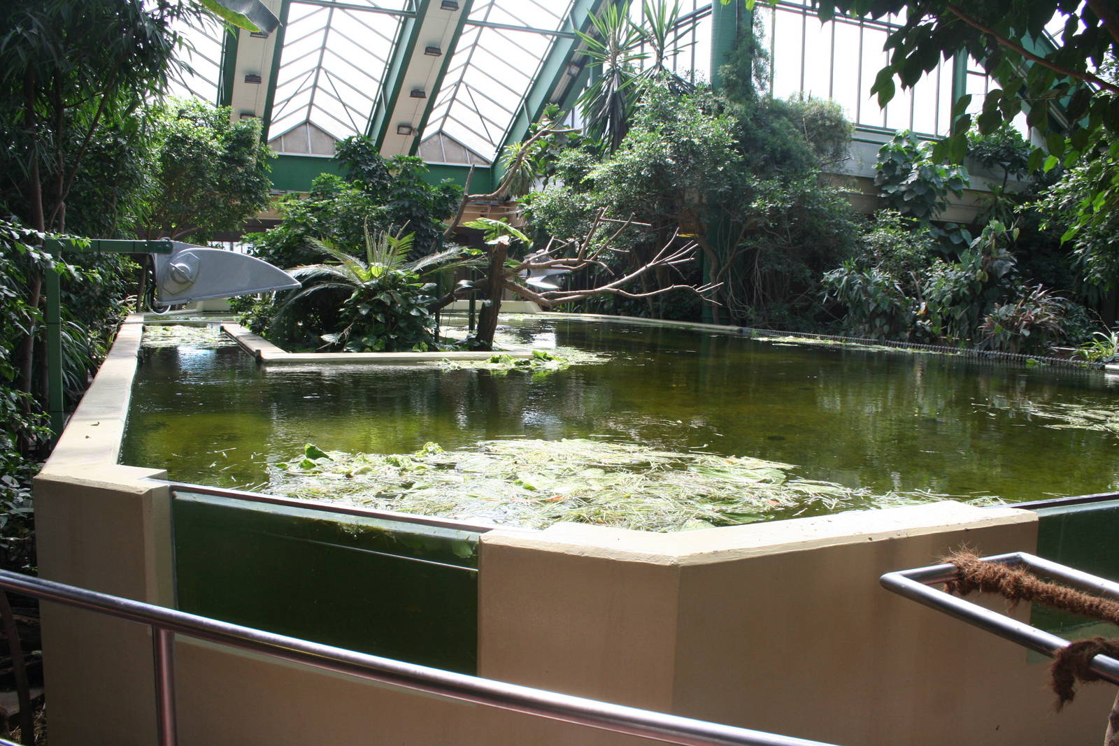 Manatee pool Berlin tierpark July 08