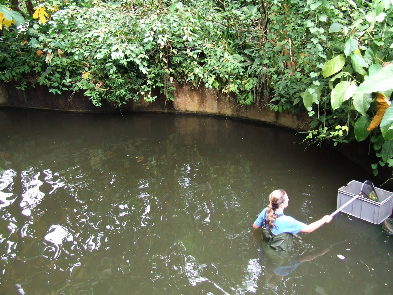 Manatee pool, Burgers Bush