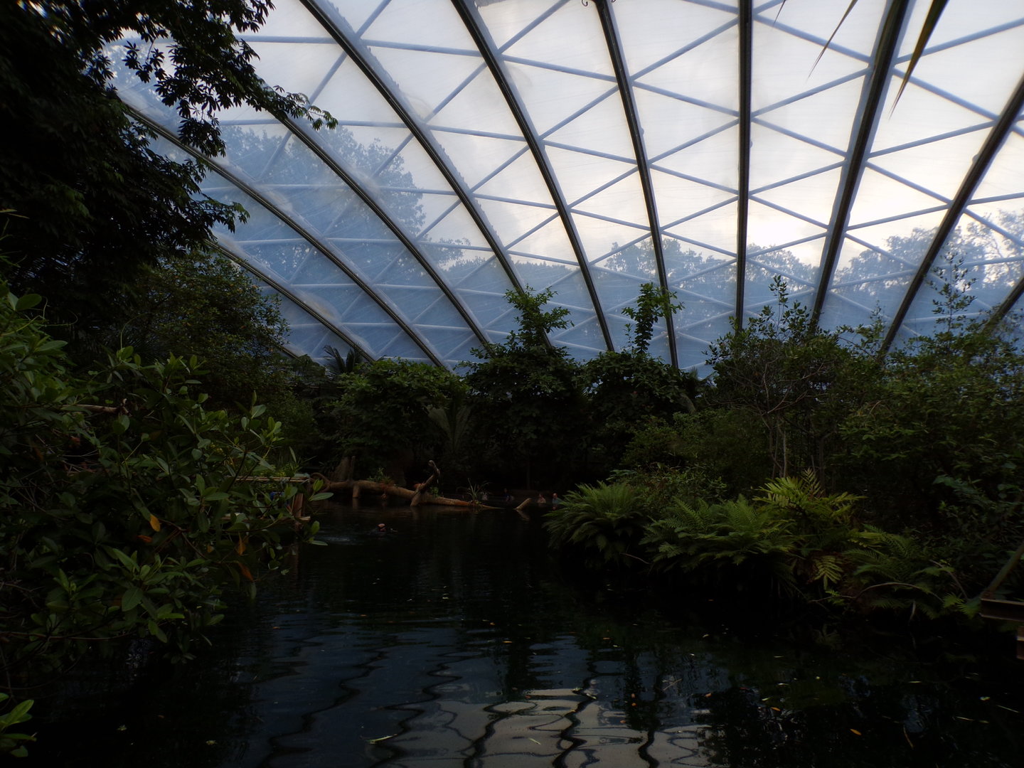 Manatee pool in the Mangrove 6.7.23