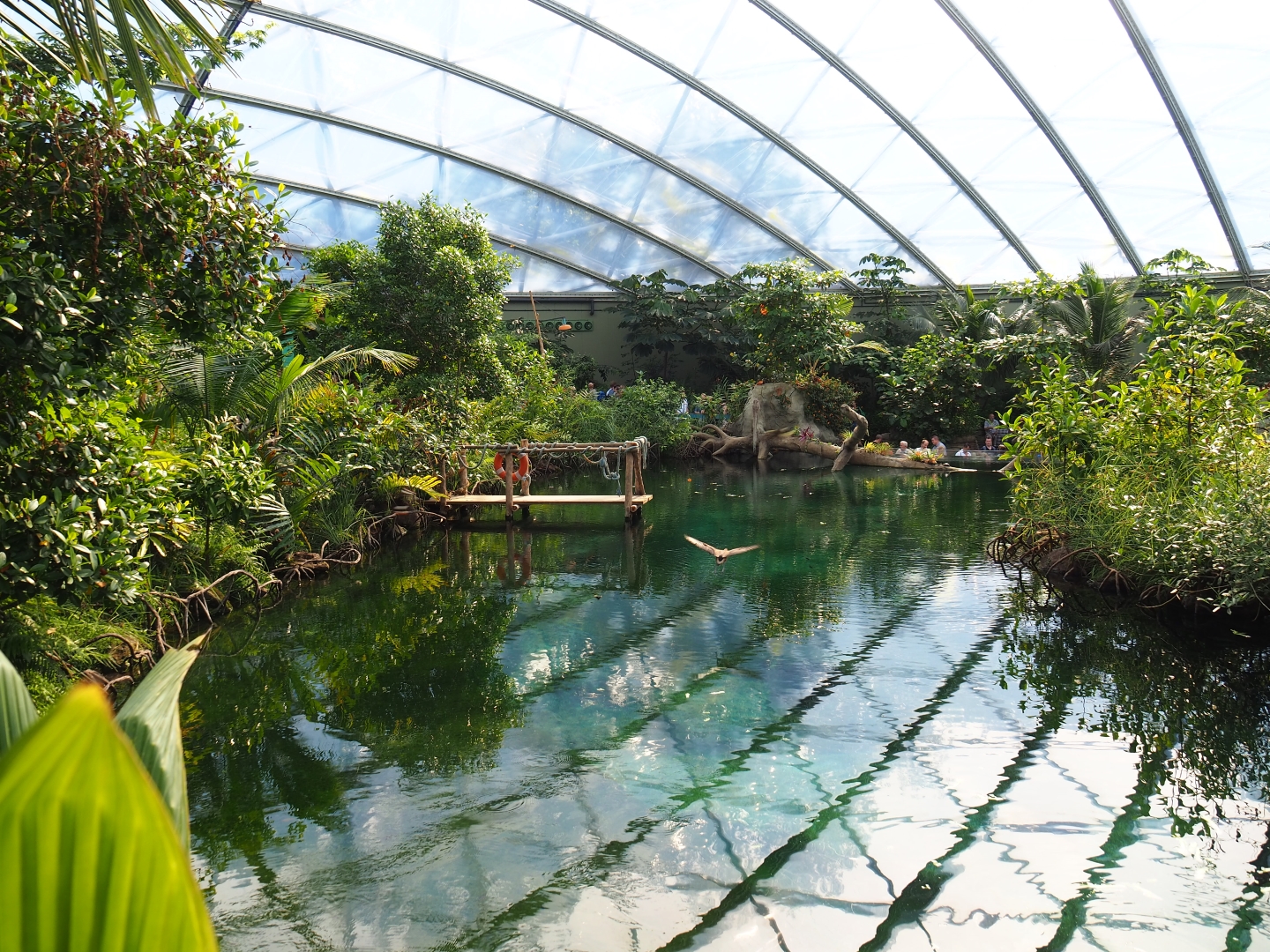 Manatee pool in the new Mangrove (Sep 16th, 2018)
