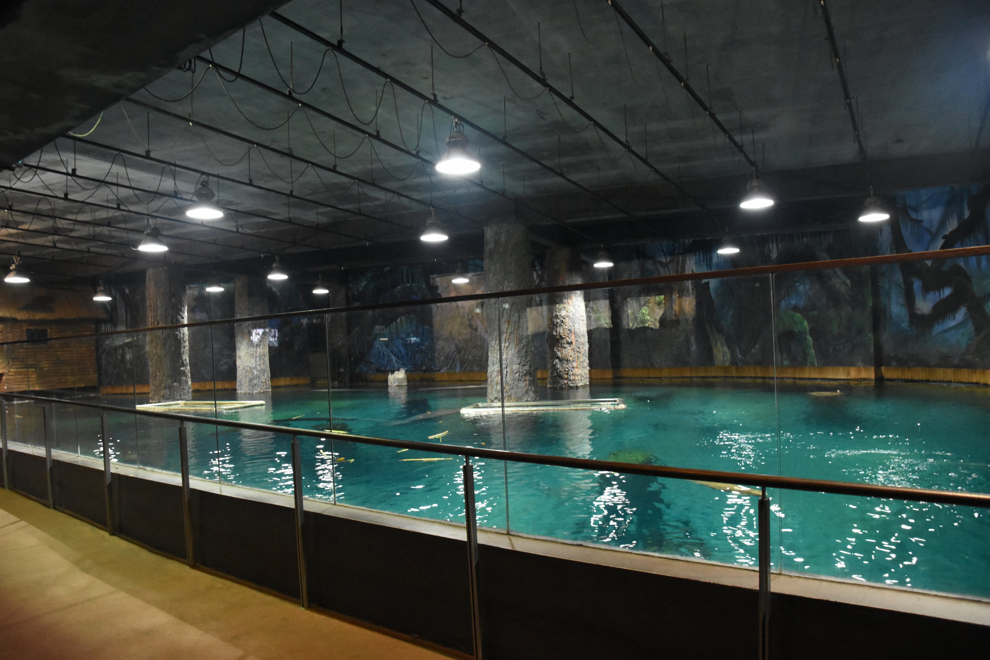 Manatee pool upper viewing