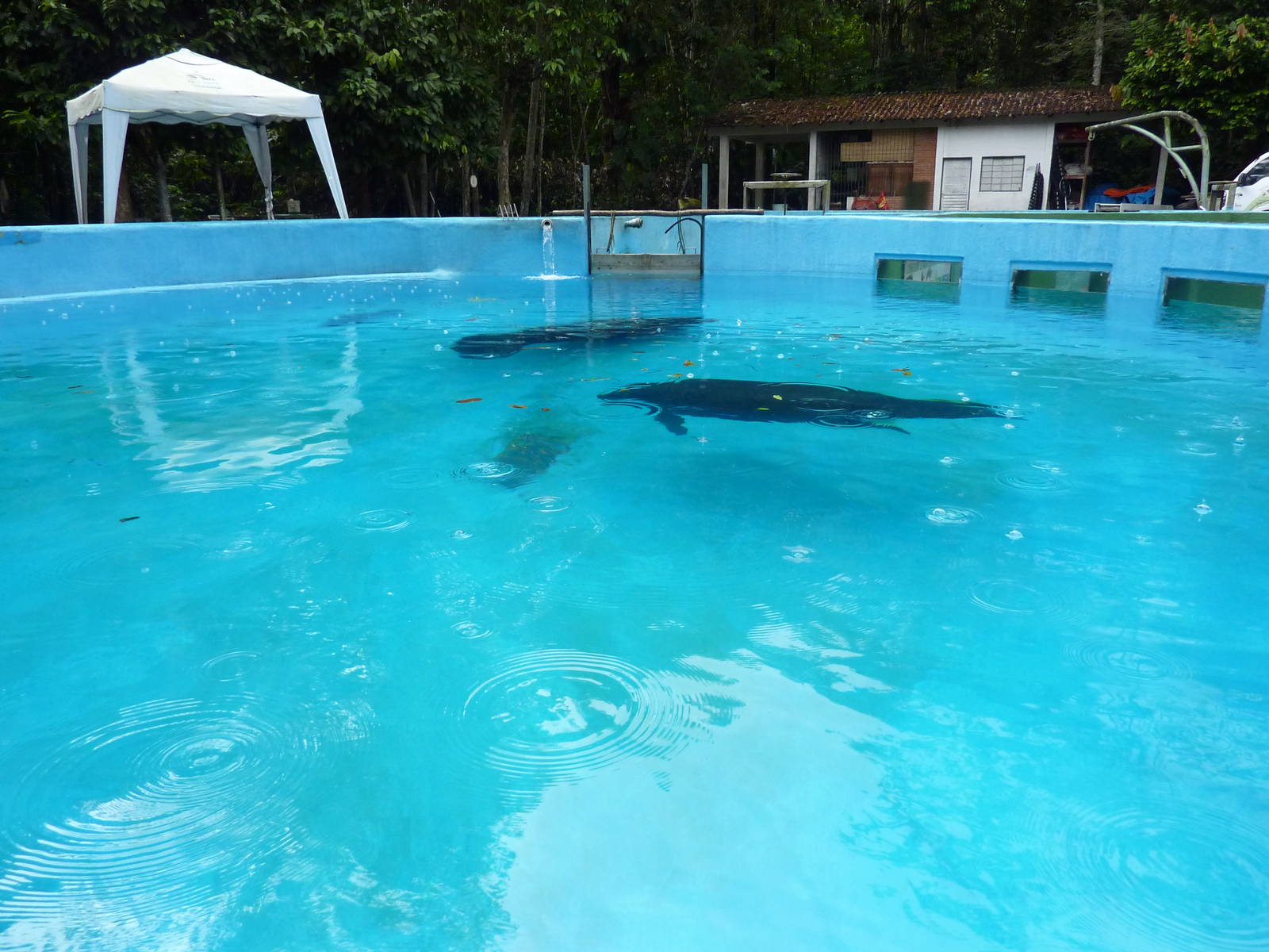 Manatee pool