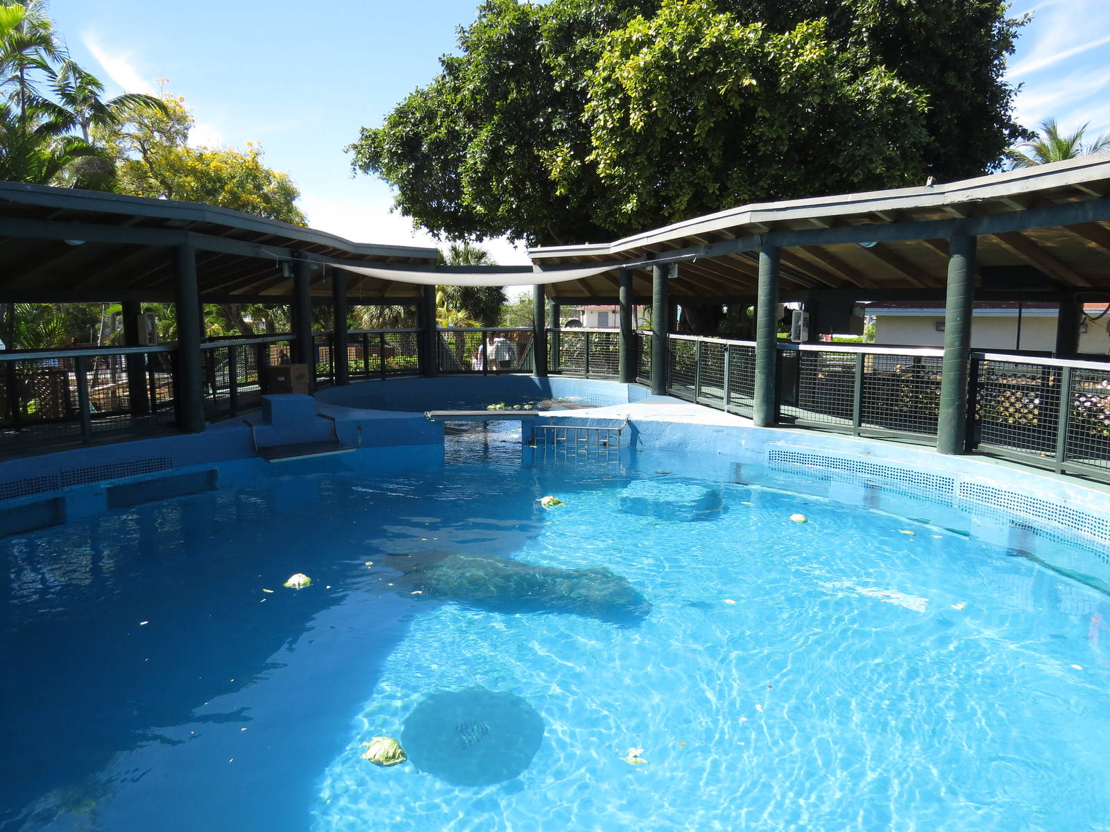 Manatee pools, March 2015