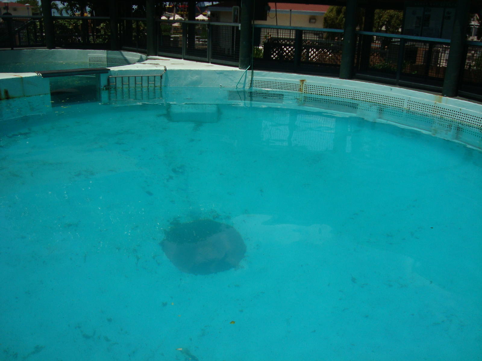 Manatee pools