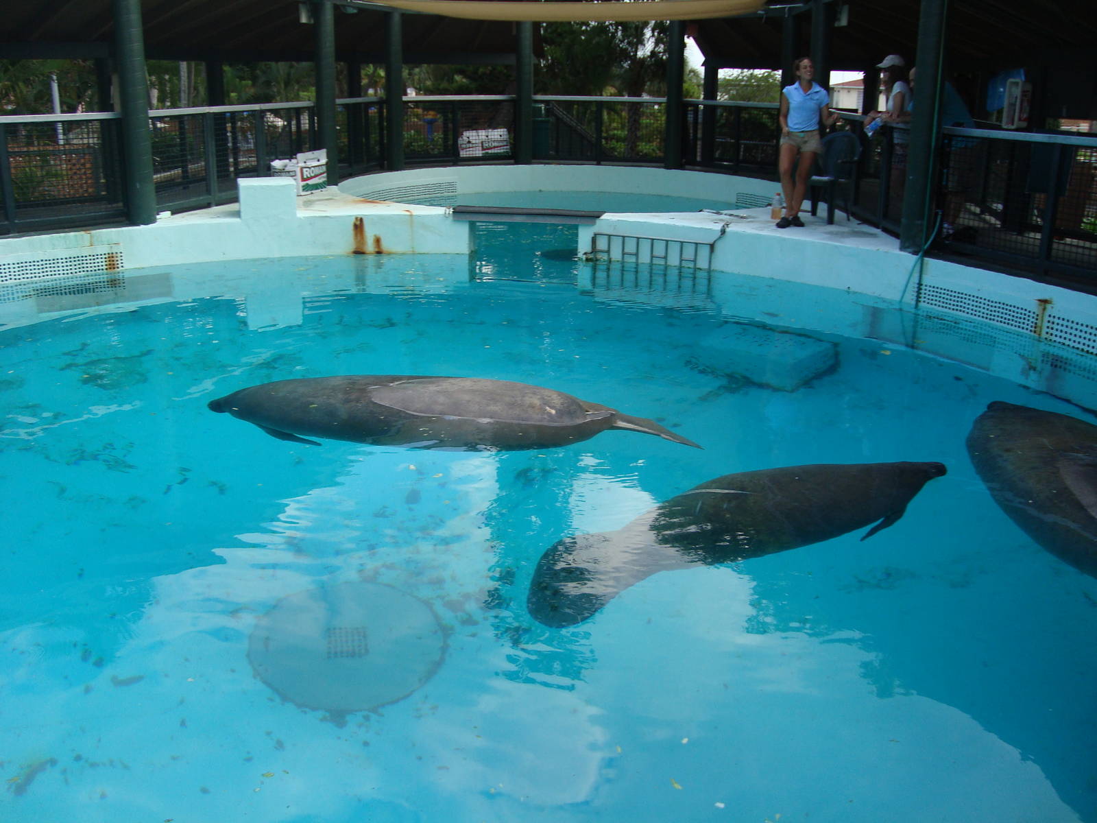 Manatee pools