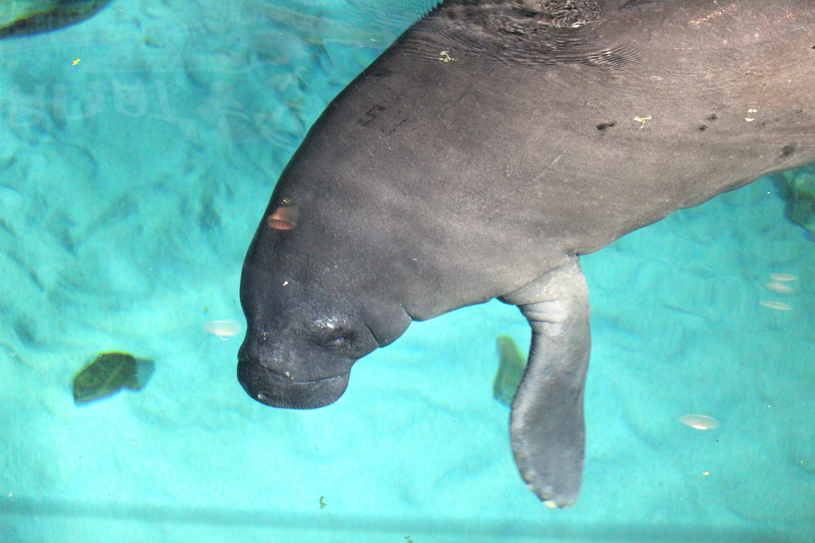 Manatee Rehabilitation Center - Florida Manatee