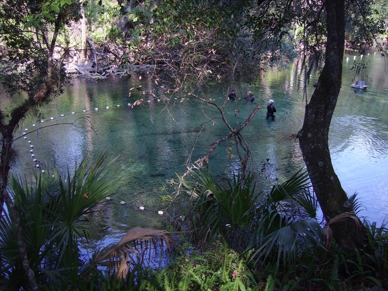 Manatee Rescue - Blue Springs State Park