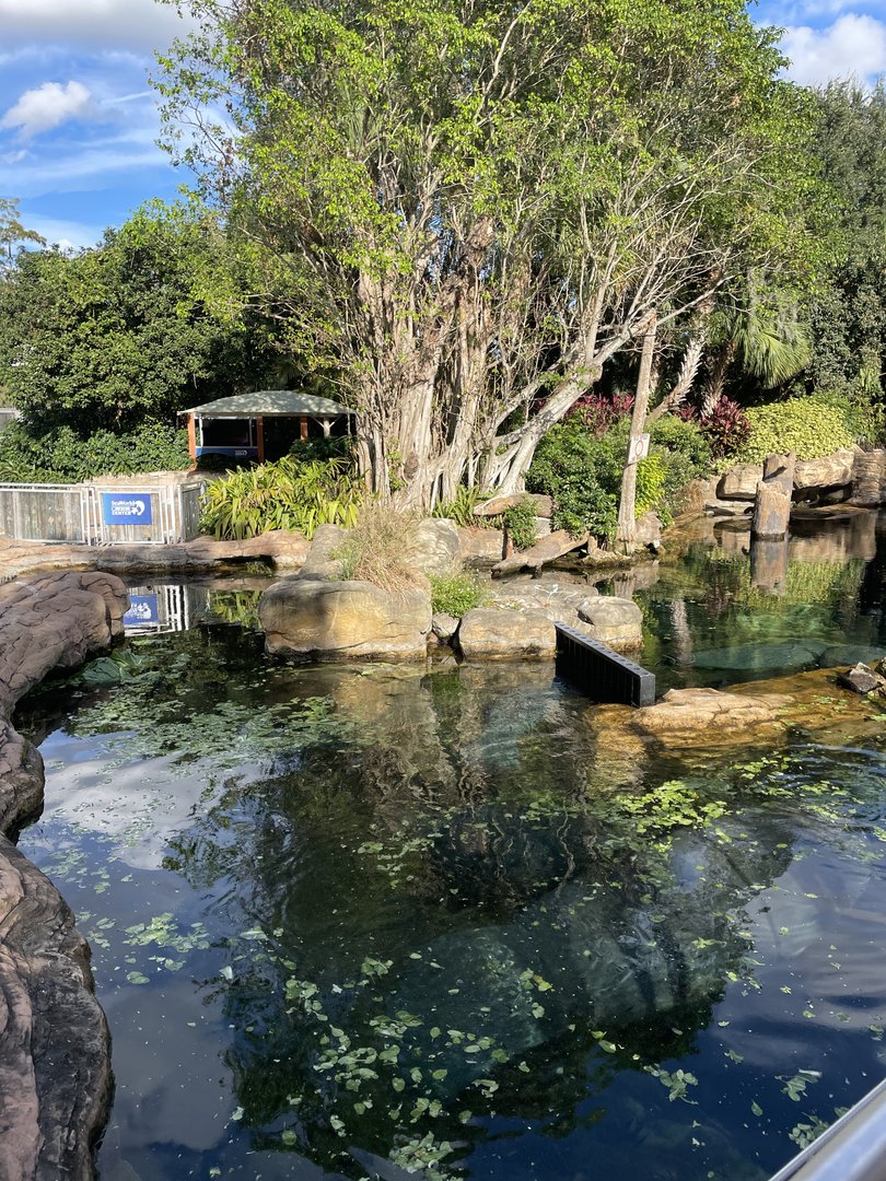Manatee Rescue- Manatee Exhibit #1