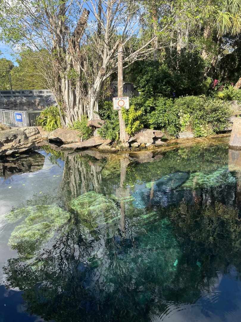 Manatee Rescue- Manatee Exhibit #2