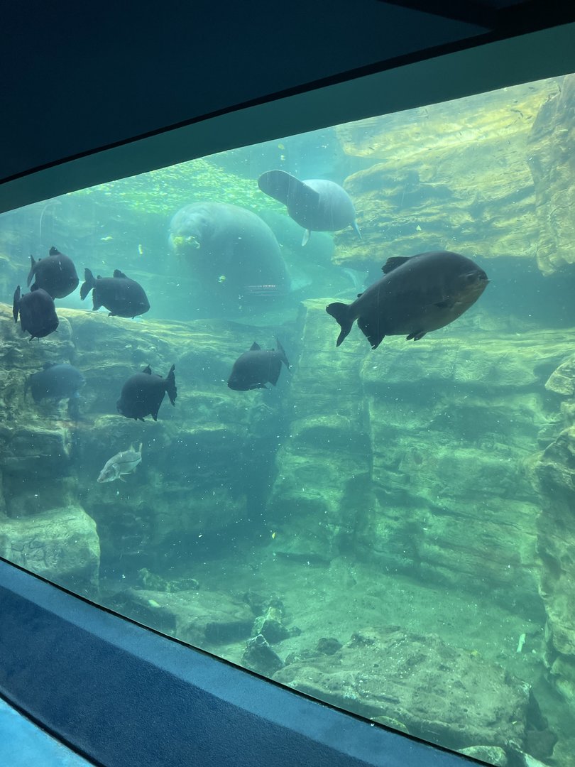 Manatee Rescue- Manatee Underwater Viewing
