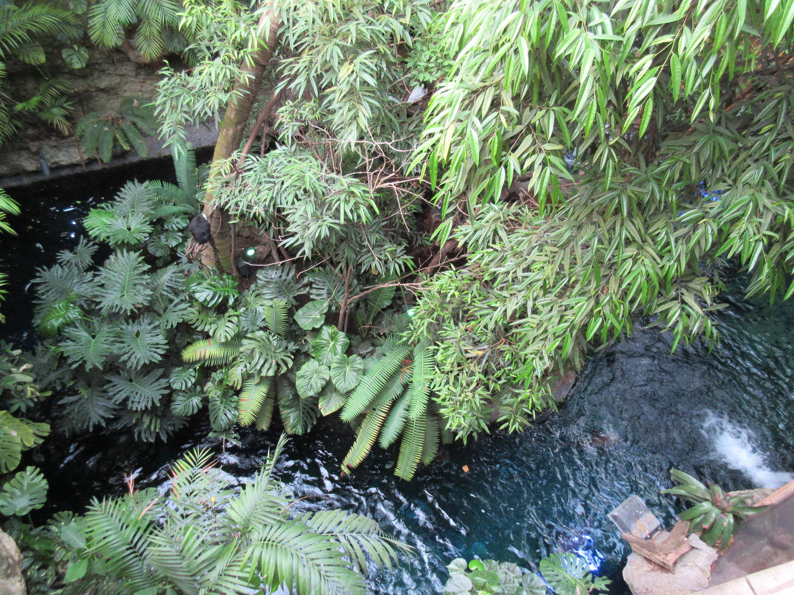 Manatee River (overhead view)