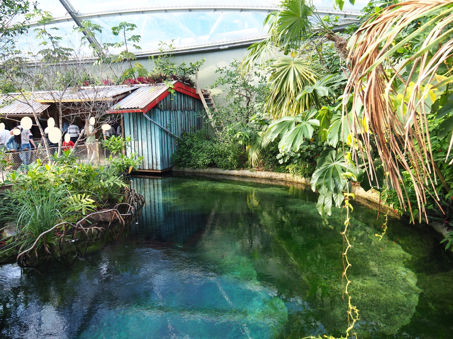 Manatee side pool and shacks in the new Mangrove (Sep 16th, 2018)