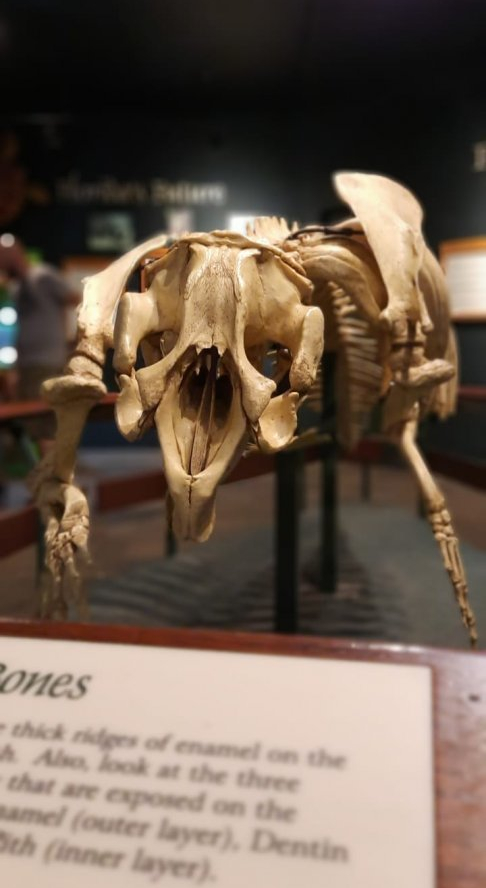 Manatee Skeleton