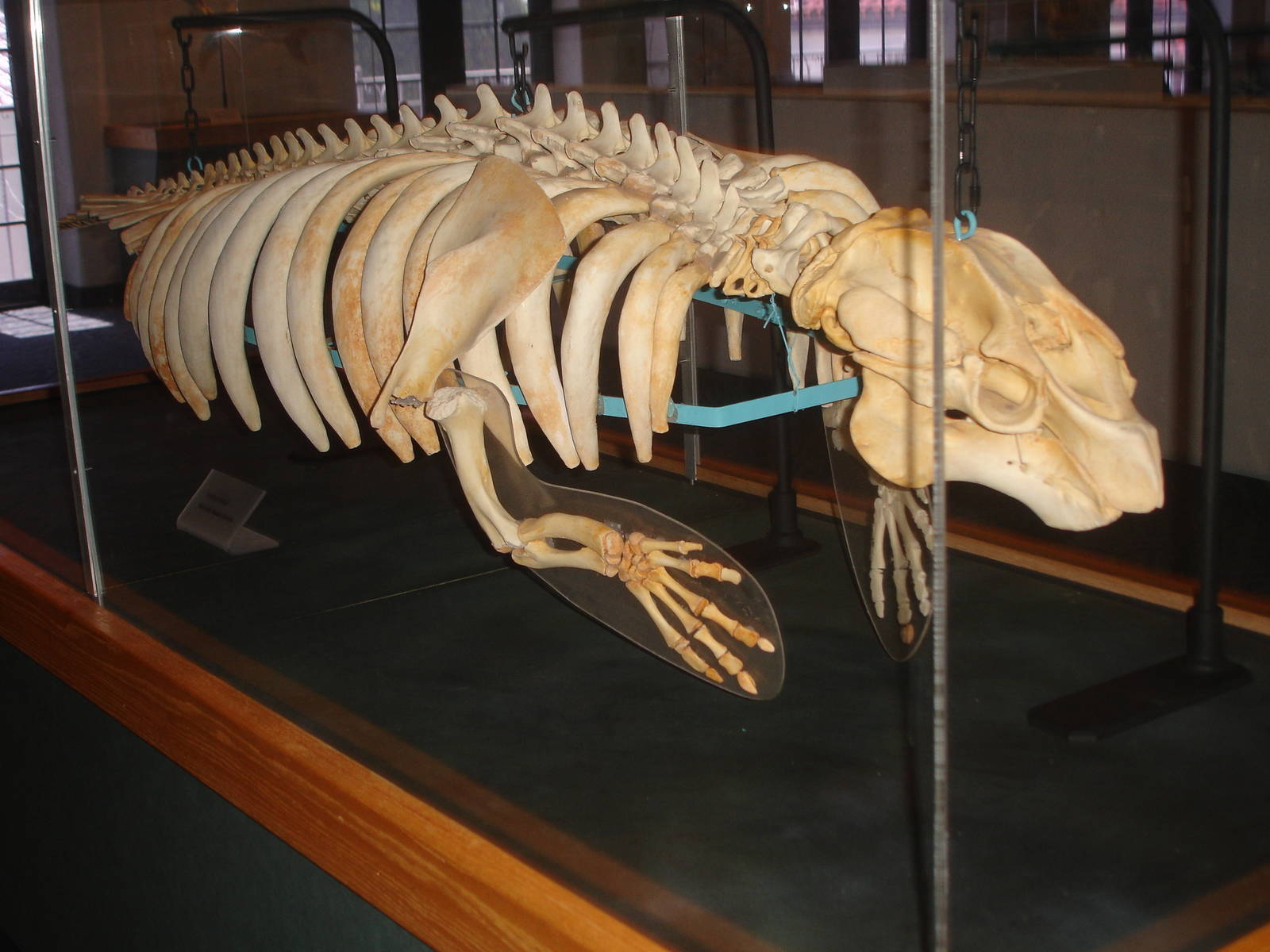 Manatee Skeleton