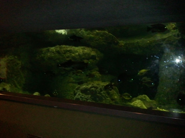 Manatee Springs-Alligator Snapping Turtle tank(7 species)