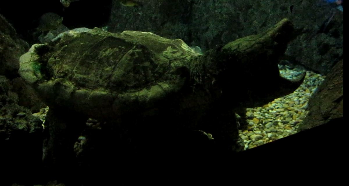 Manatee Springs-Alligator Snapping Turtle