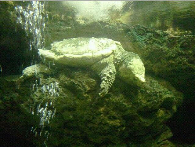 Manatee Springs-Alligator Snapping Turtle