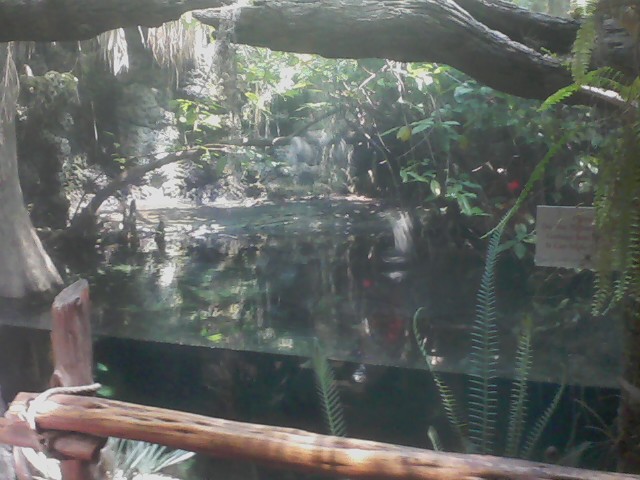 Manatee Springs- American Alligator exhibit