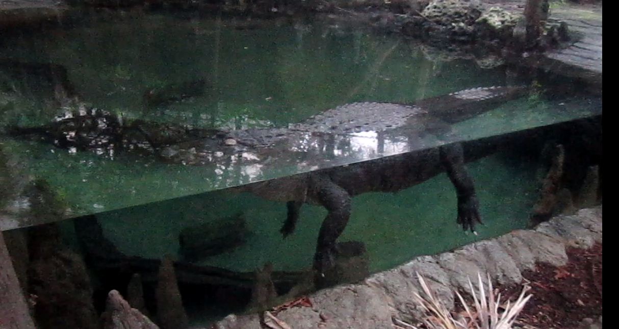 Manatee Springs-American Alligator