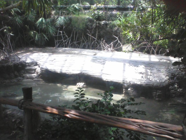 Manatee Springs- American Crocodile exhibit