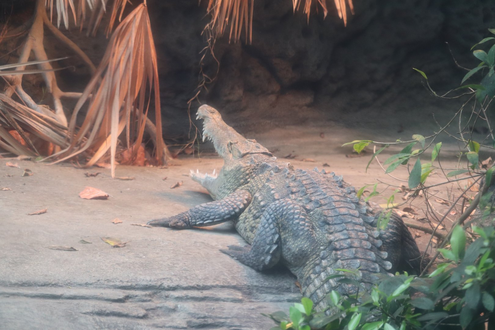 Manatee Springs - American Crocodile