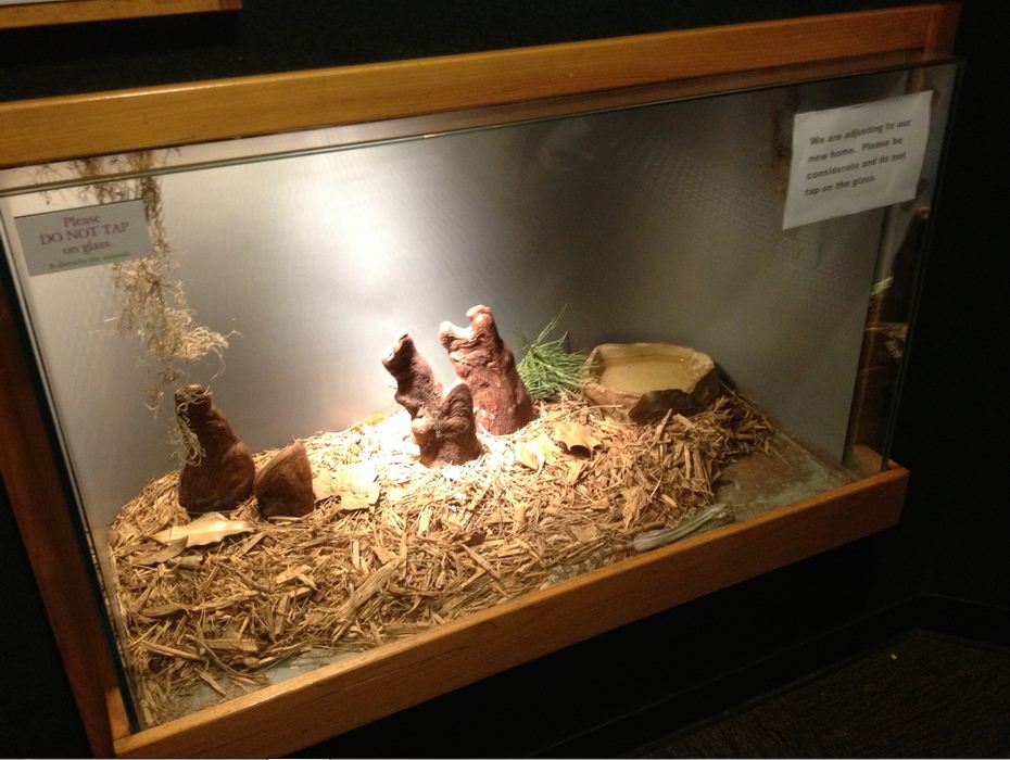 Manatee Springs-Florida Biodiversity-Florida Pine Snake exhibit