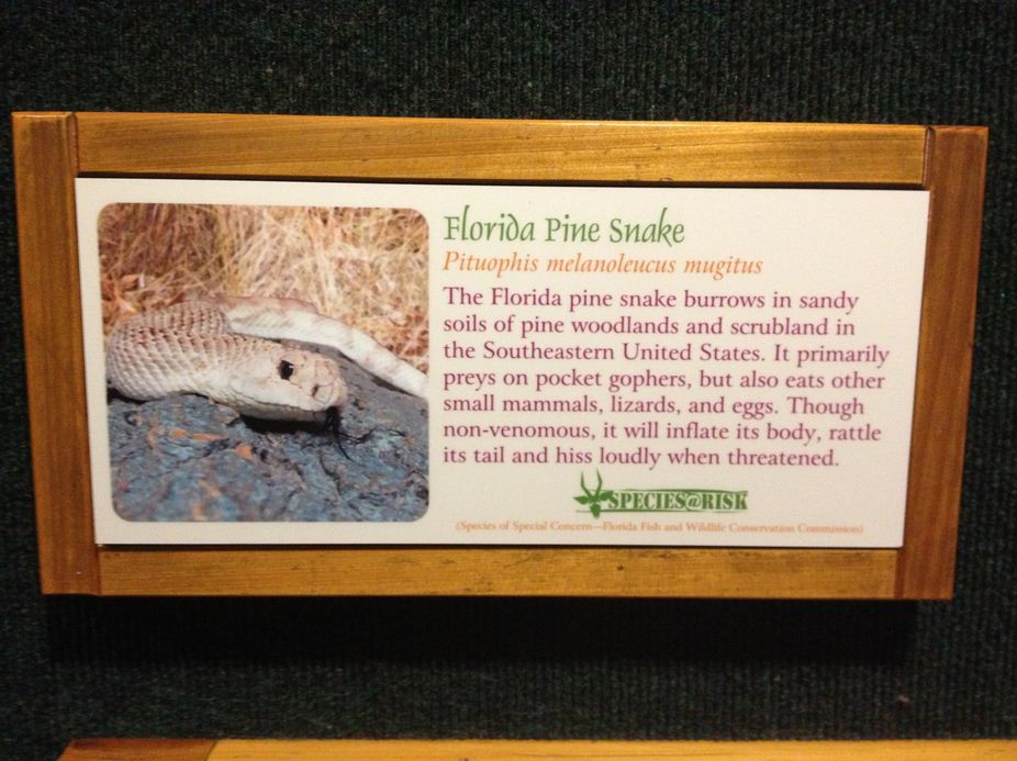 Manatee Springs-Florida Biodiversity-Florida Pine Snake sign