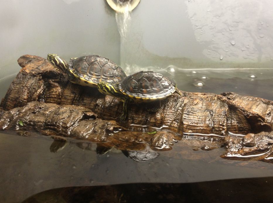 Manatee Springs-Florida Biodiversity-Young Yellow-bellied Sliders