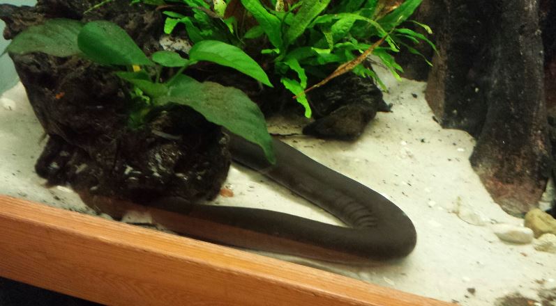 Manatee Springs-Florida Biodiversity