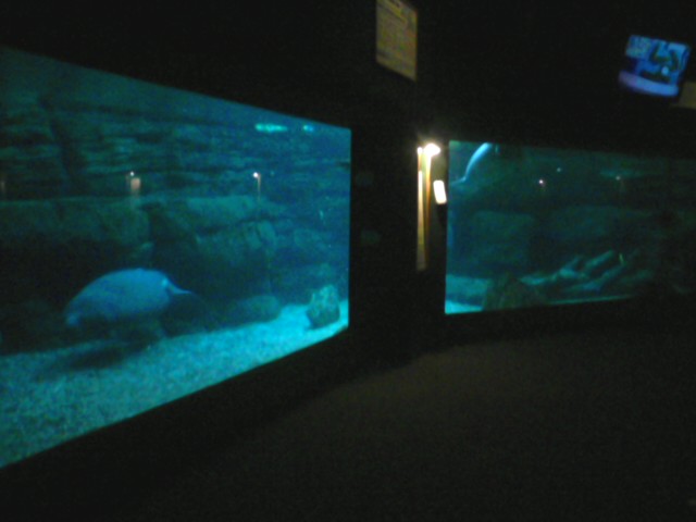 Manatee Springs- Florida manatee exhibit