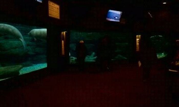 Manatee Springs-Florida Manatee + Fish tank