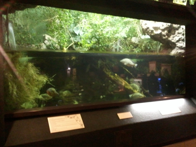 Manatee Springs- Infamous Plant Invaders(7 species)