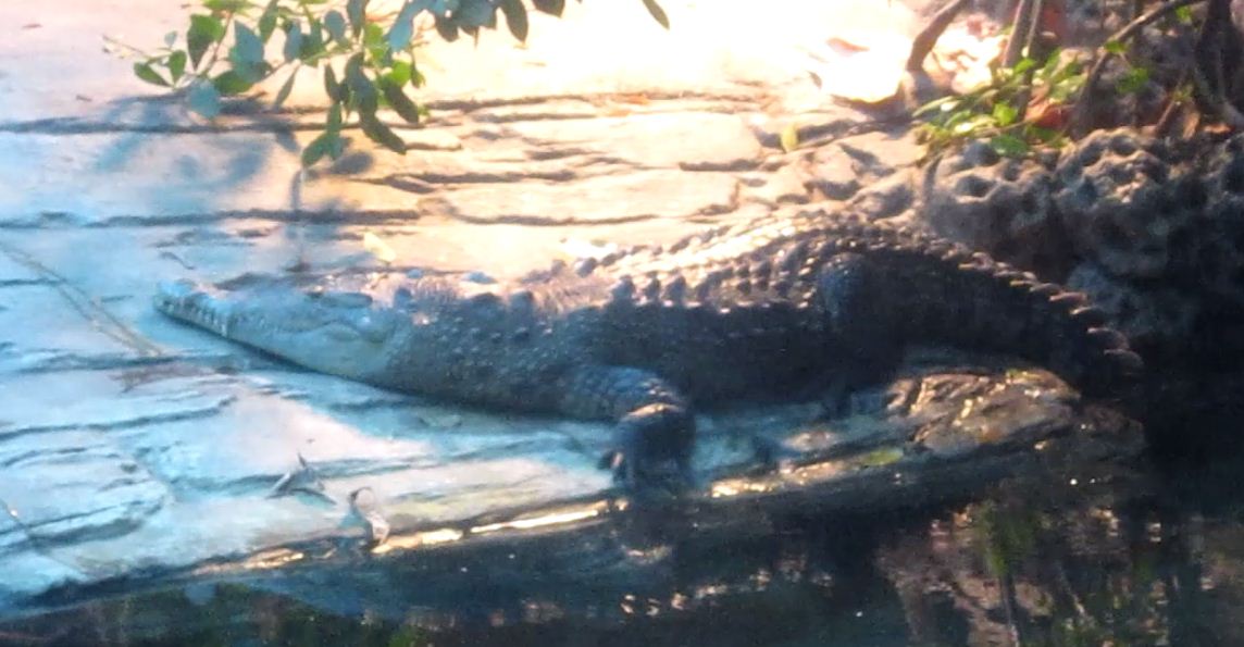 Manatee Springs-Leslie