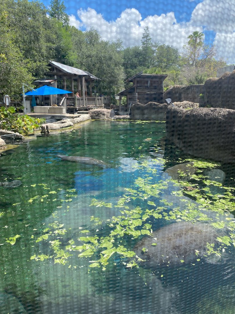 Manatee Springs- Main Exhibit