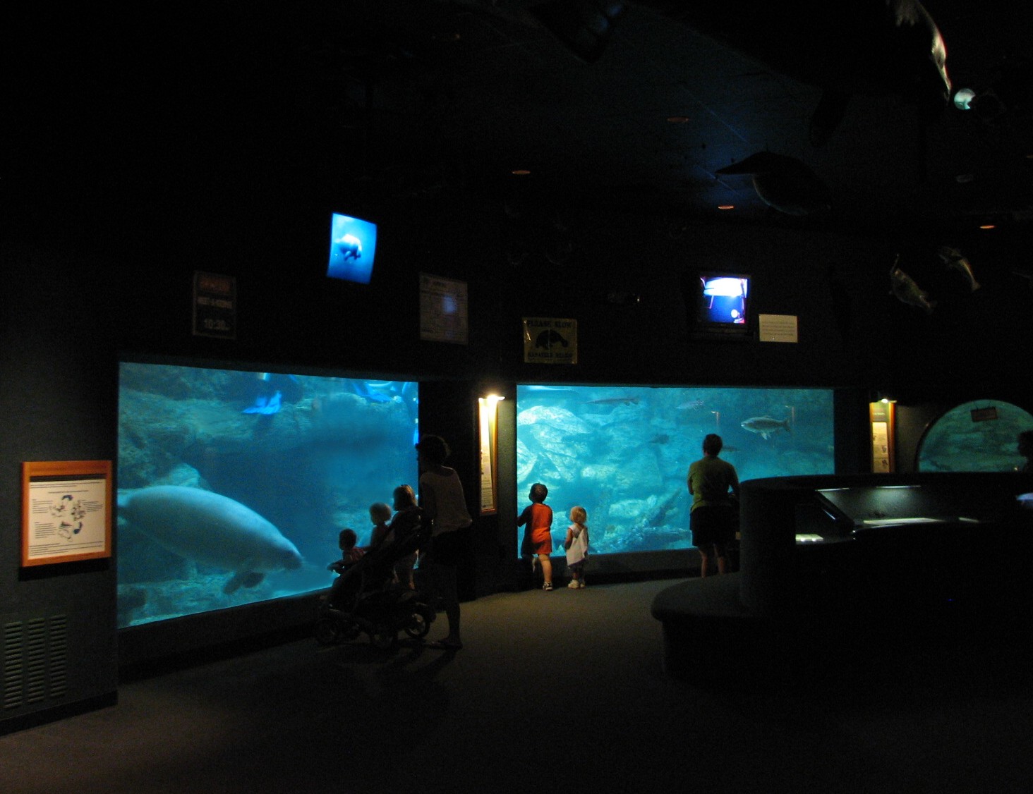 Manatee Springs - Manatee Exhibit