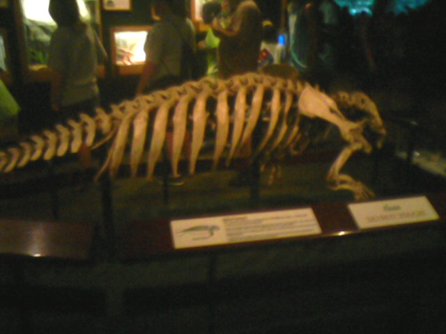 Manatee Springs- Manatee Skeleton display